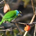 Indochinese Barbet - Photo (c) Martin Walsh, some rights reserved (CC BY-NC-ND), uploaded by Martin Walsh