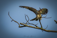 Pernis ptilorhynchus torquatus