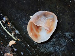 Bostrycapulus pritzkeri