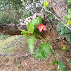Hibiscus praeteritus