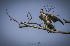 Pernis ptilorhynchus torquatus