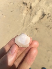 Austromactra contraria