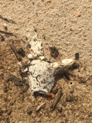 Anoplocapros inermis