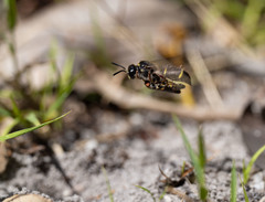 Austrogorytes bellicosus