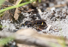 Austrogorytes bellicosus