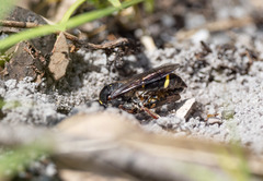 Austrogorytes bellicosus