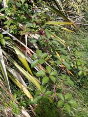 Rubus echinatus