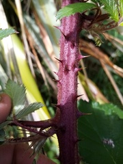 Rubus echinatus