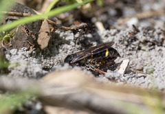 Austrogorytes bellicosus