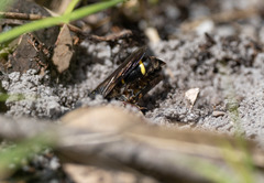 Austrogorytes bellicosus