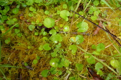 Dichondra brevifolia