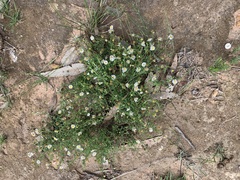 Brachyscome multifida dilatata