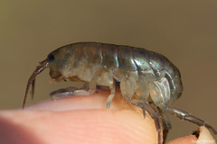 Traskorchestia traskiana