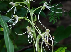 Habenaria lucaecapensis