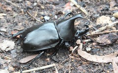 Xylotrupes australicus
