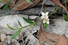 Cyanothamnus polygalifolius
