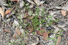 Cyanothamnus polygalifolius
