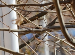 Aegithalos glaucogularis