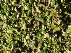 Glossostigma elatinoides