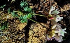 Astragalus chorinensis