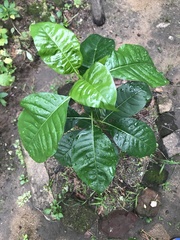 Anacardium occidentale