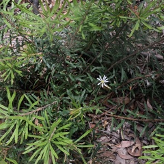 Brachyscome multifida