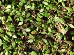 Glossostigma elatinoides