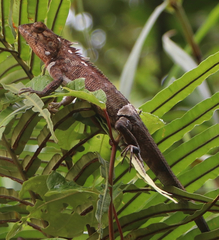 Calotes