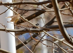 Aegithalos glaucogularis