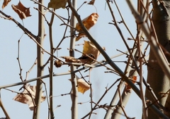 Aegithalos glaucogularis