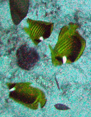 Chaetodon fasciatus