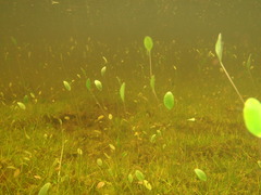 Ranunculus limoselloides