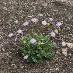 Brachyscome stuartii