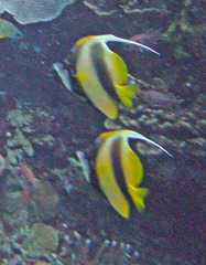 Heniochus intermedius