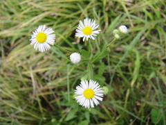 Erigeron annuus