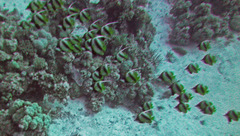 Heniochus intermedius