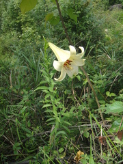 Lilium leucanthum