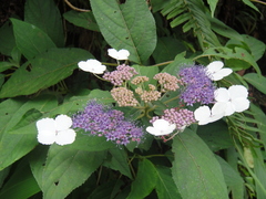 Hydrangea strigosa