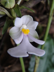 Calanthe alismatifolia