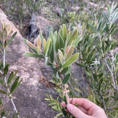 Melaleuca pallida