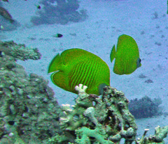 Chaetodon semilarvatus
