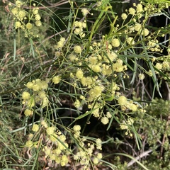Acacia adunca