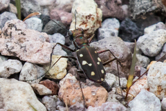 Cicindela sedecimpunctata