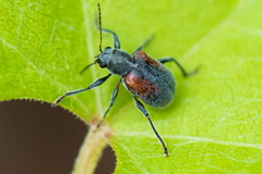 Neofidia humeralis