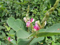 Lespedeza thunbergii