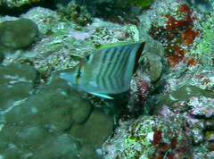 Chaetodon paucifasciatus