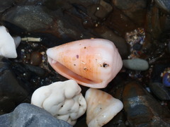 Conus miliaris