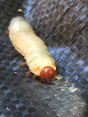 Adoryphorus coulonii