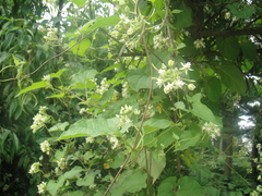 Cynanchum officinale