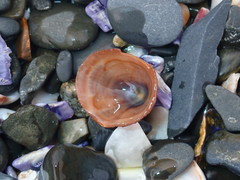 Siphonaria funiculata